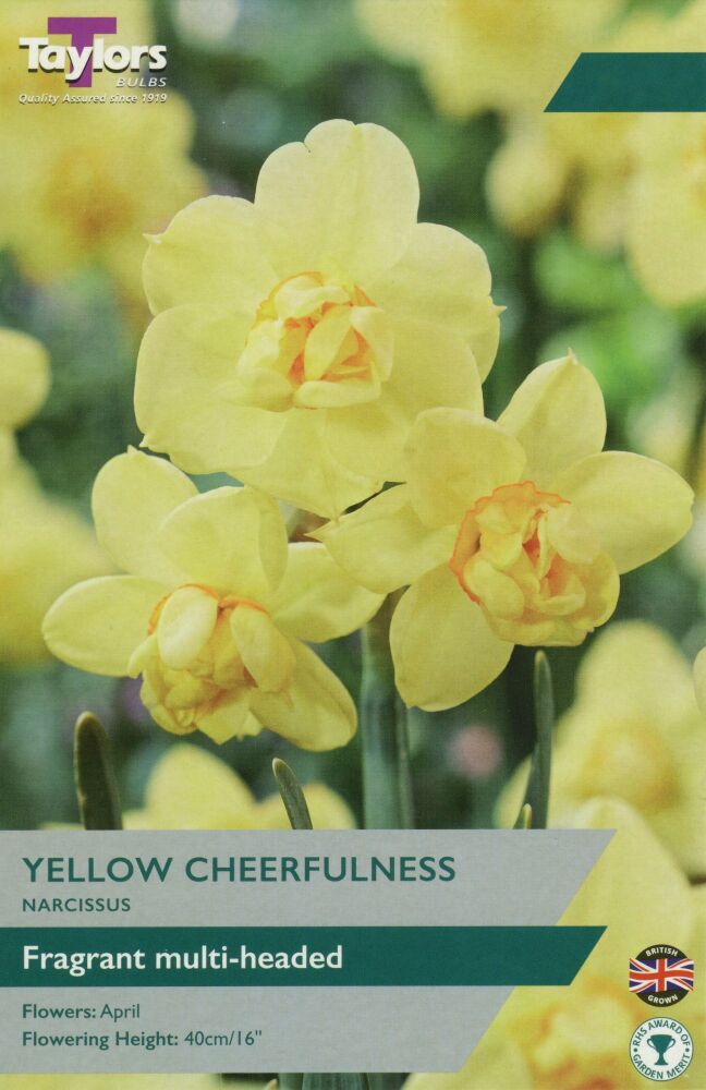 Narcissus Yellow Cheerfulness -7 Bulbs