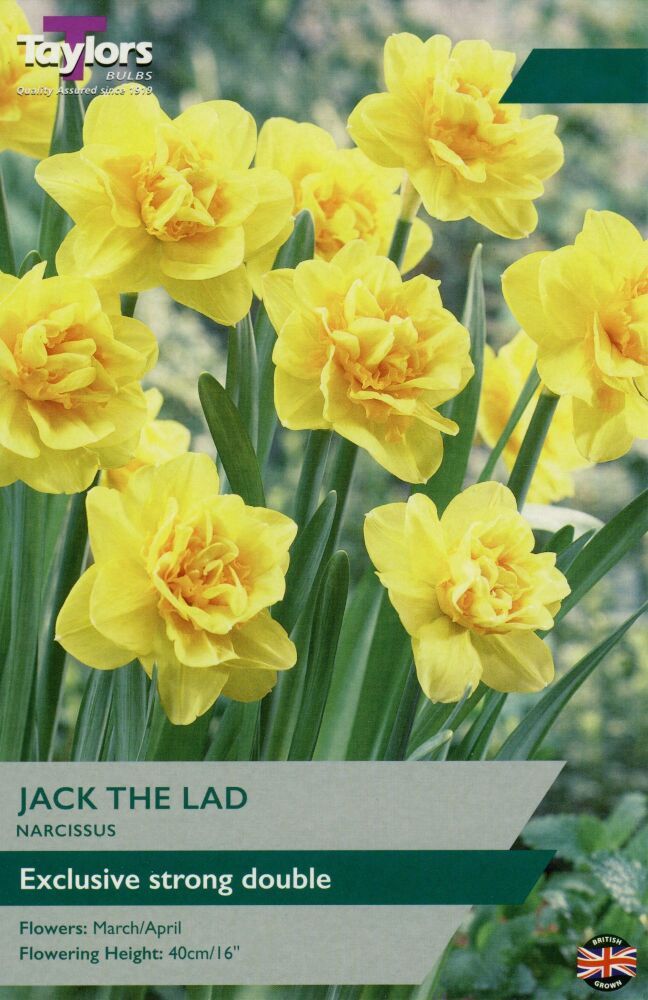 Narcissus Jack The Lad - 8 Bulbs