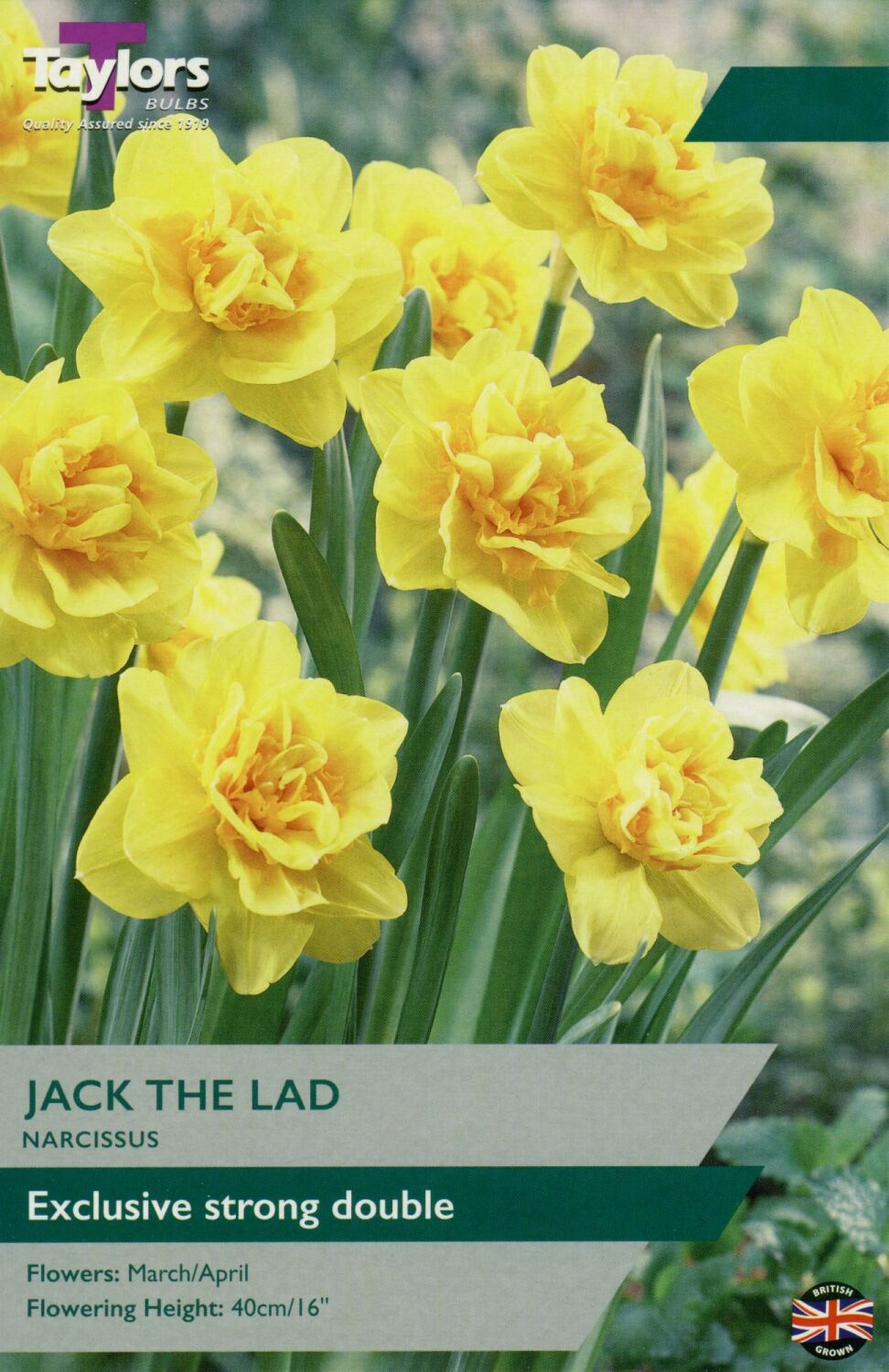 Narcissus Jack The Lad - 8 Bulbs