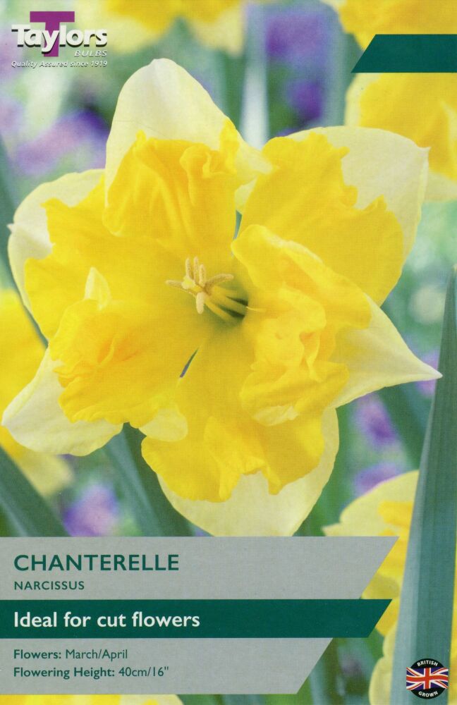 Narcissus Chanterelle - 7 Bulbs