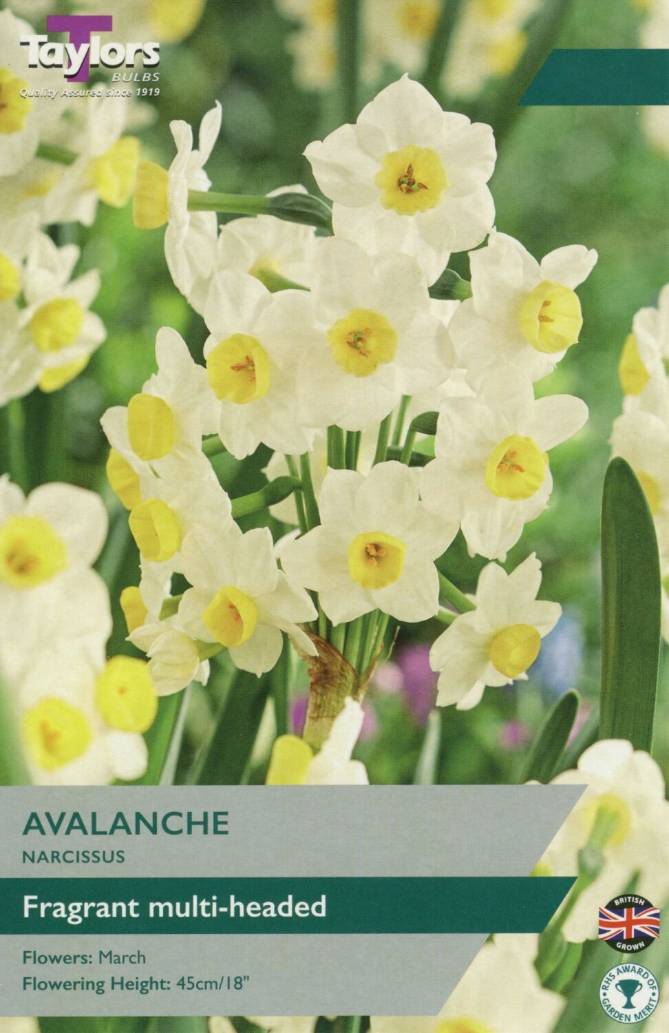Narcissus Avalanche - 5 Bulbs