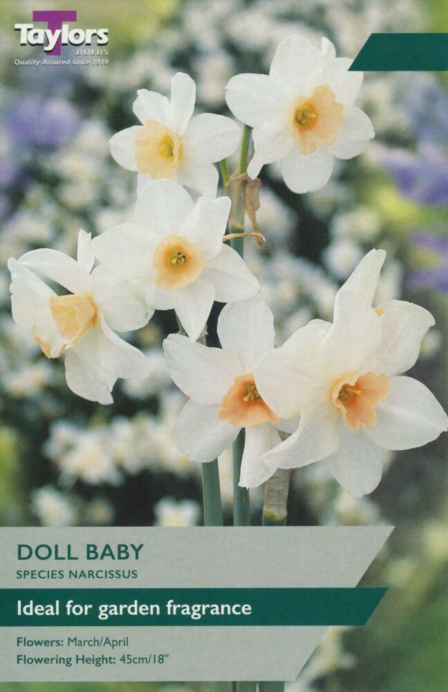 Narcissus Doll Baby - 6 Bulbs