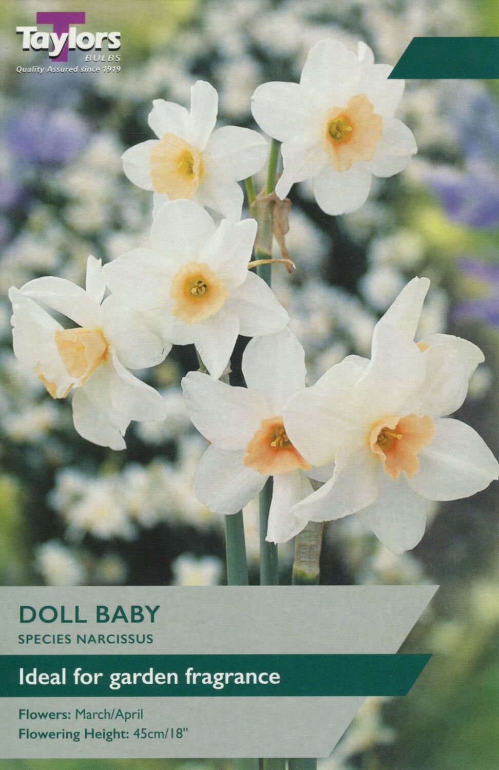 Narcissus Doll Baby - 6 Bulbs