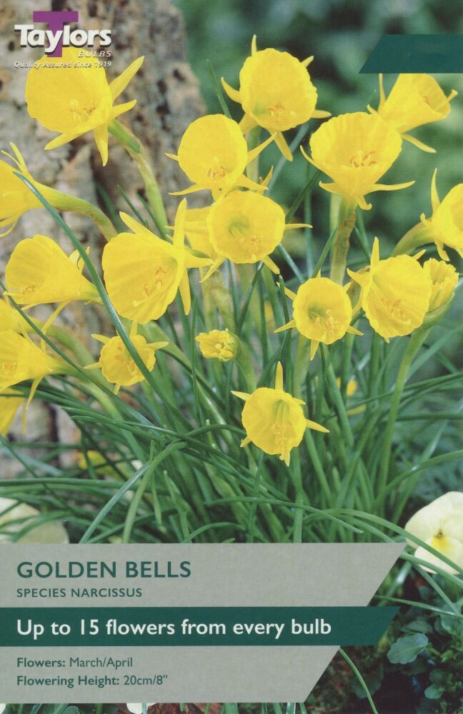 Narcissus Golden Bells - 6 Bulbs