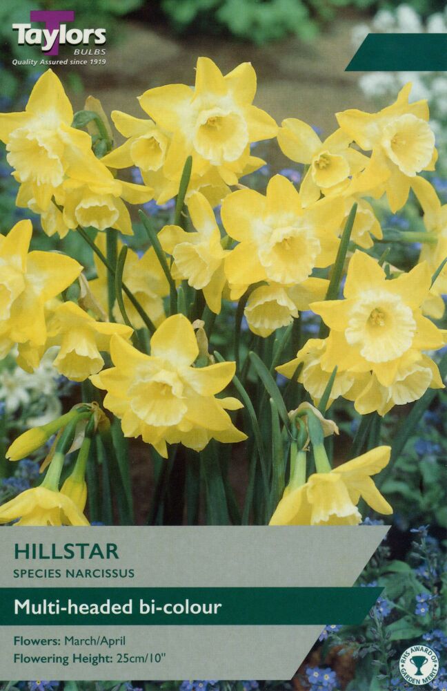 Narcissus Hillstar - 7 Bulbs