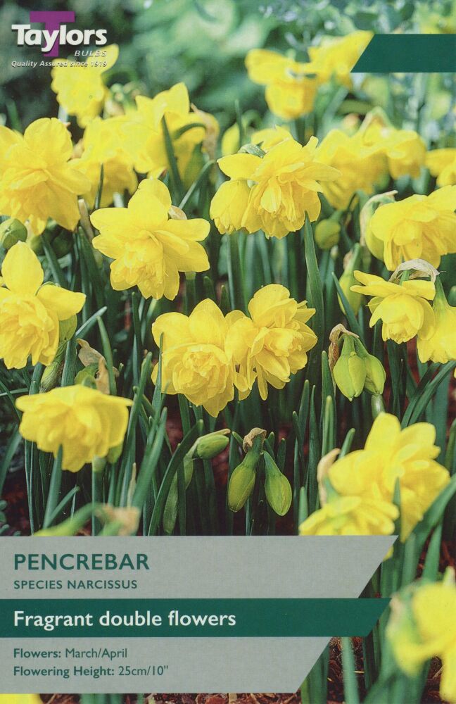 Narcissus Pencrebar - 7 Bulbs