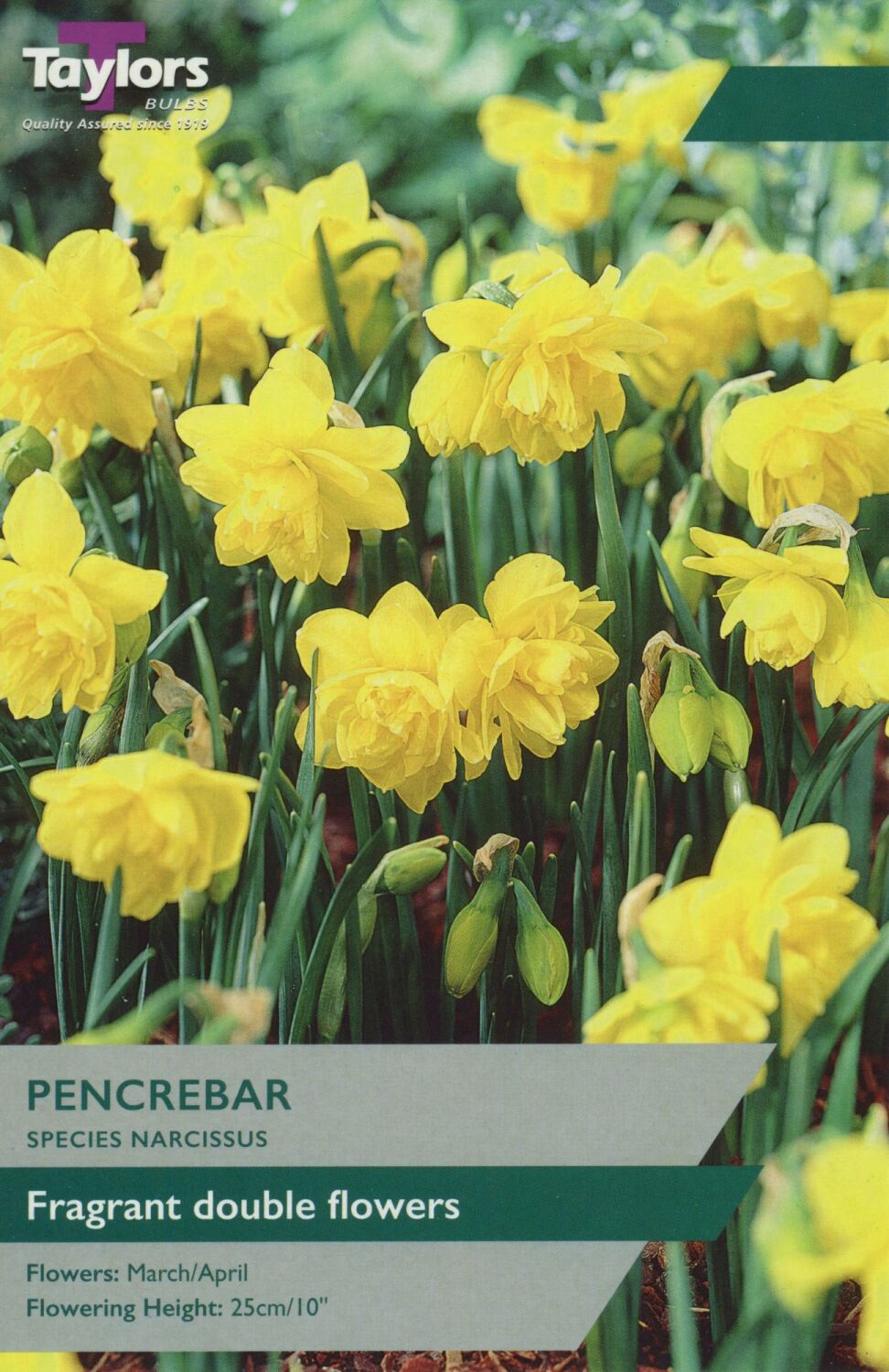 Narcissus Pencrebar - 7 Bulbs