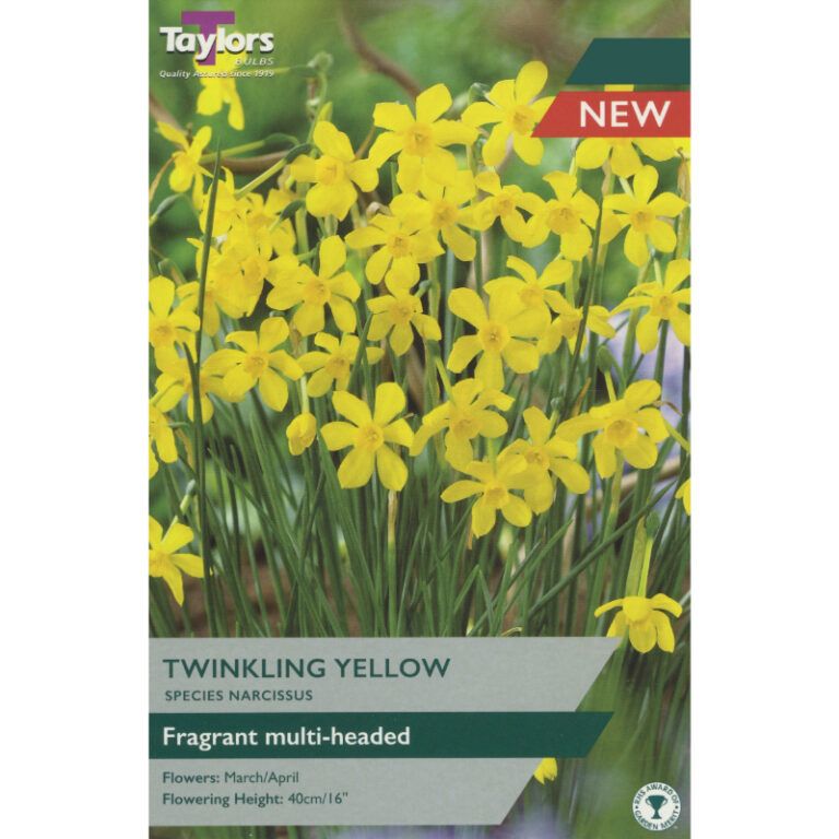 Narcissus Twinkling Yellow - 7 Bulbs