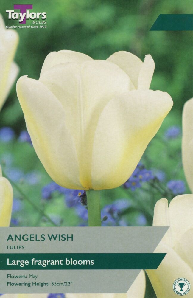 Tulip Angels Wish - 7 Bulbs