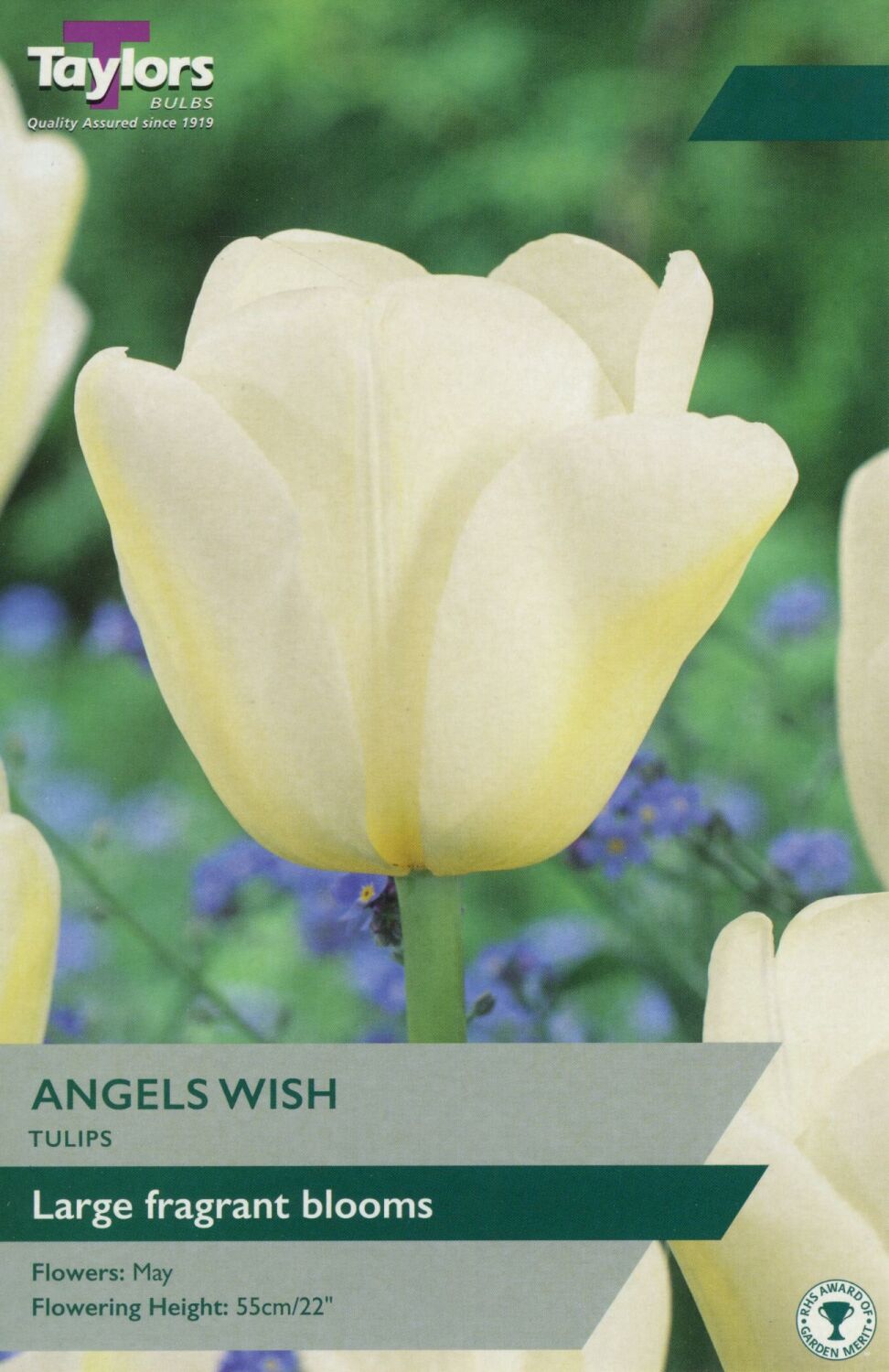 Tulip Angels Wish - 7 Bulbs
