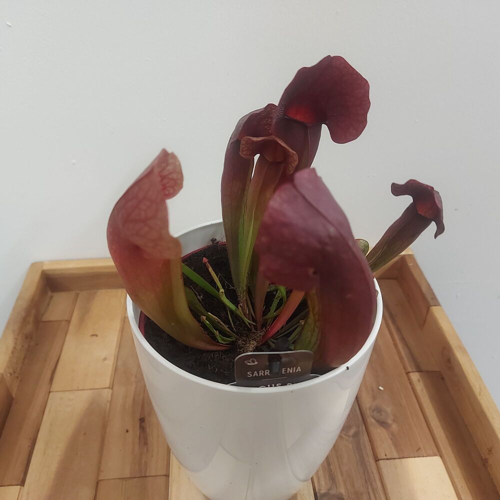 Sarracenia 'Catesbaei'