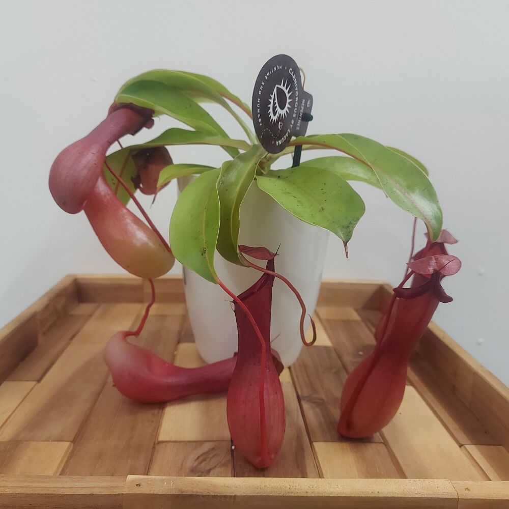 Nepenthes Alata