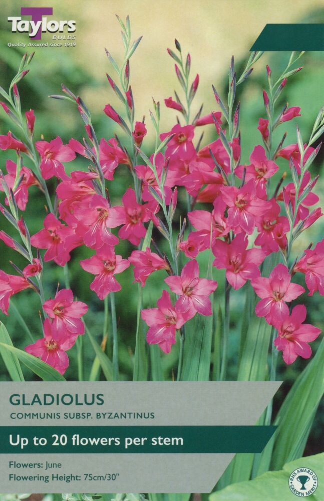 Gladioulus Italicus Byzantinus - Pack of 10 bulbs