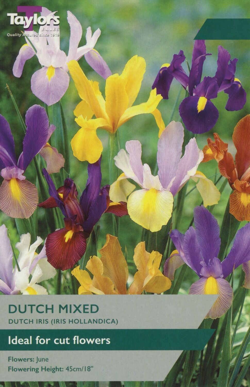 Iris Dutch Mixed - Pack of 25 bulbs