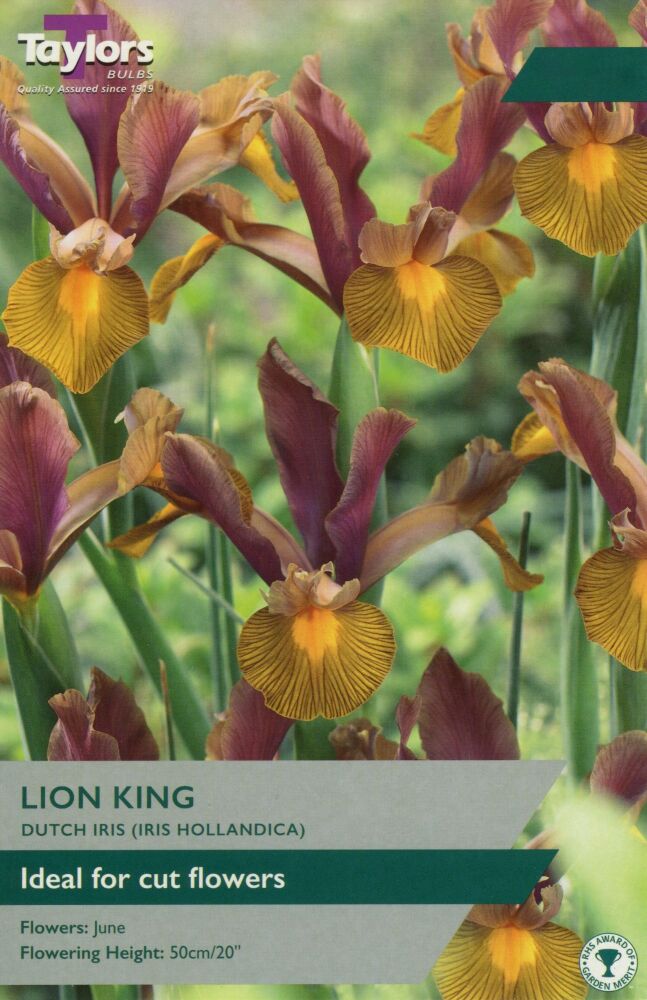 Iris Hollandica Lion King - Pack of 8 bulbs