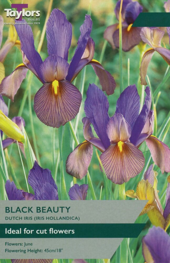 Iris Black Beauty - Pack of 12 bulbs