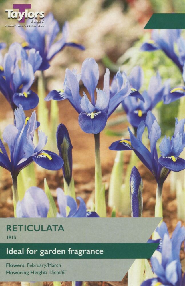 Iris Reticulata - 12 Bulbs