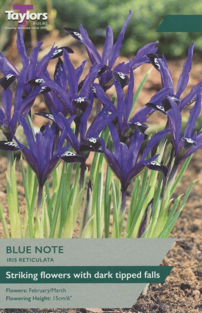 Iris Reitculata Blue Note - 10 BulbsI