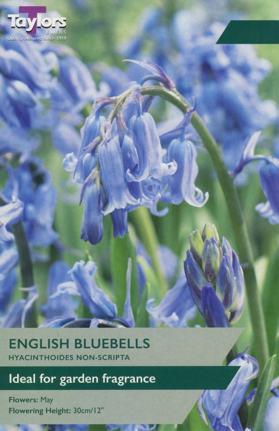 Bluebells  | Pack of 5 bulbs