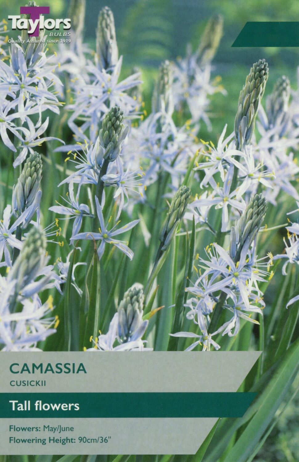 Camassia Cusickii - Pack of 3 bulbs