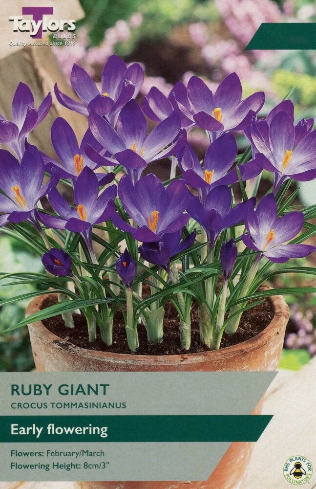 Crocus Ruby Giant - 15 Bulbs