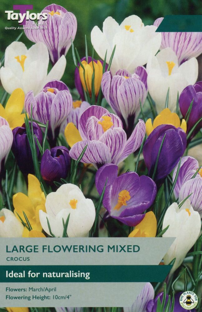 Crocus Mixed - 10 Bulbs