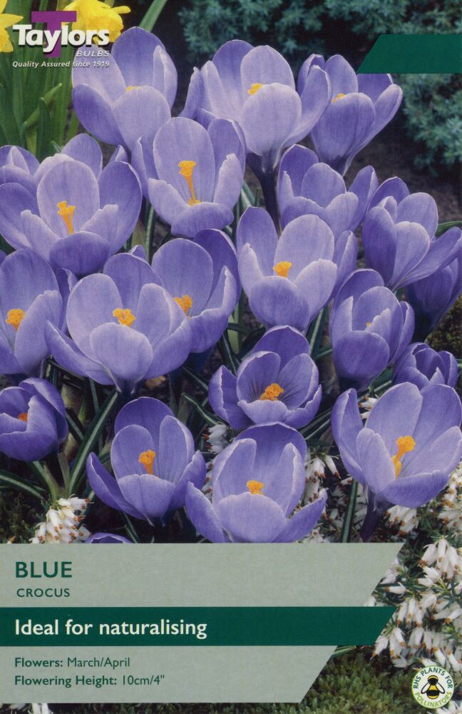 Crocus Grand Maitre - 10 Bulbs