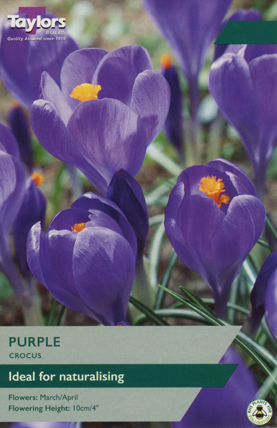 Crocus Flower Record - 10 Bulbs