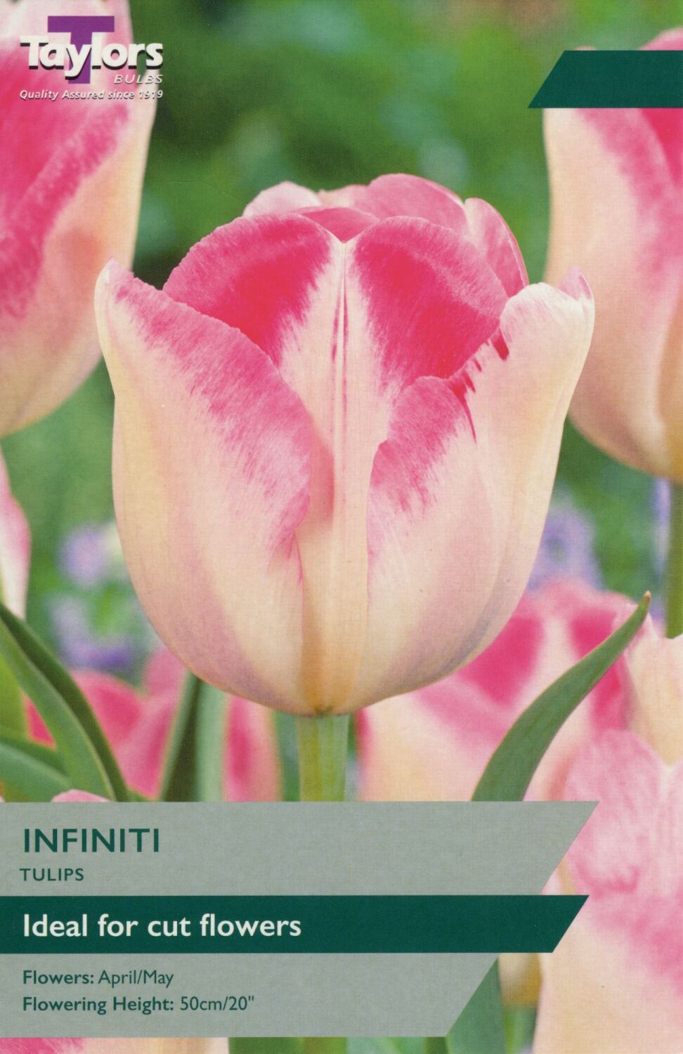 Tulip Infinity - 7 Bulbs