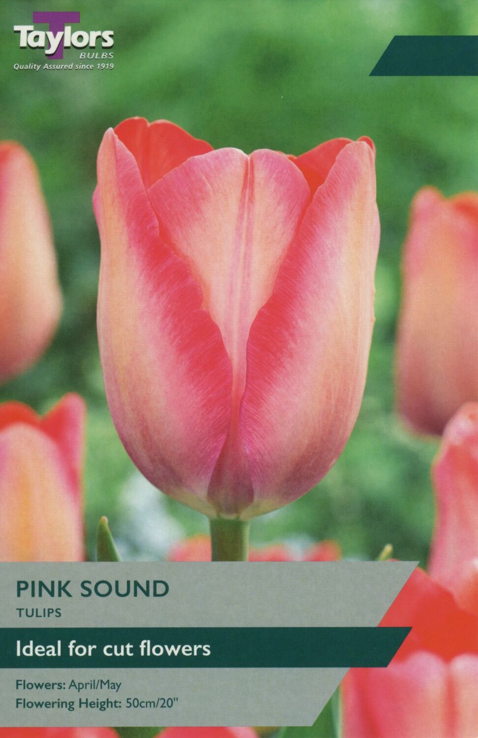 Tulip Pink Sound -9 Bulbs