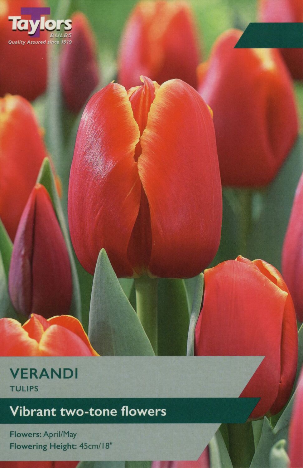 Tulip Verandi - Pack of 8 bulbs