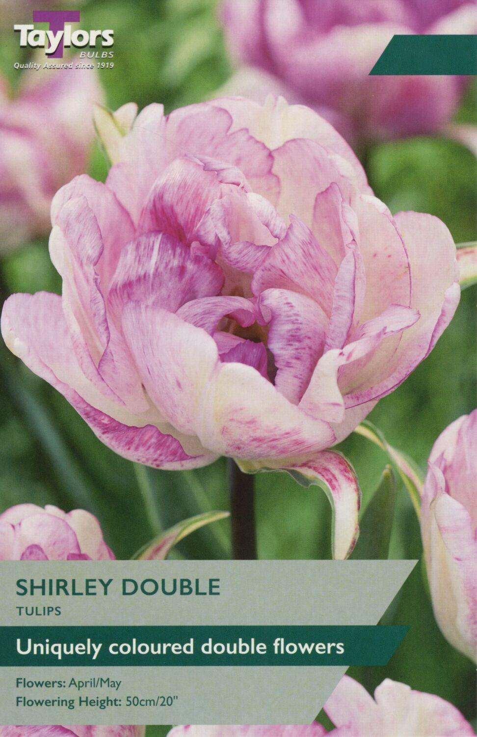 Tulip Shirley Double - 6 Bulbs