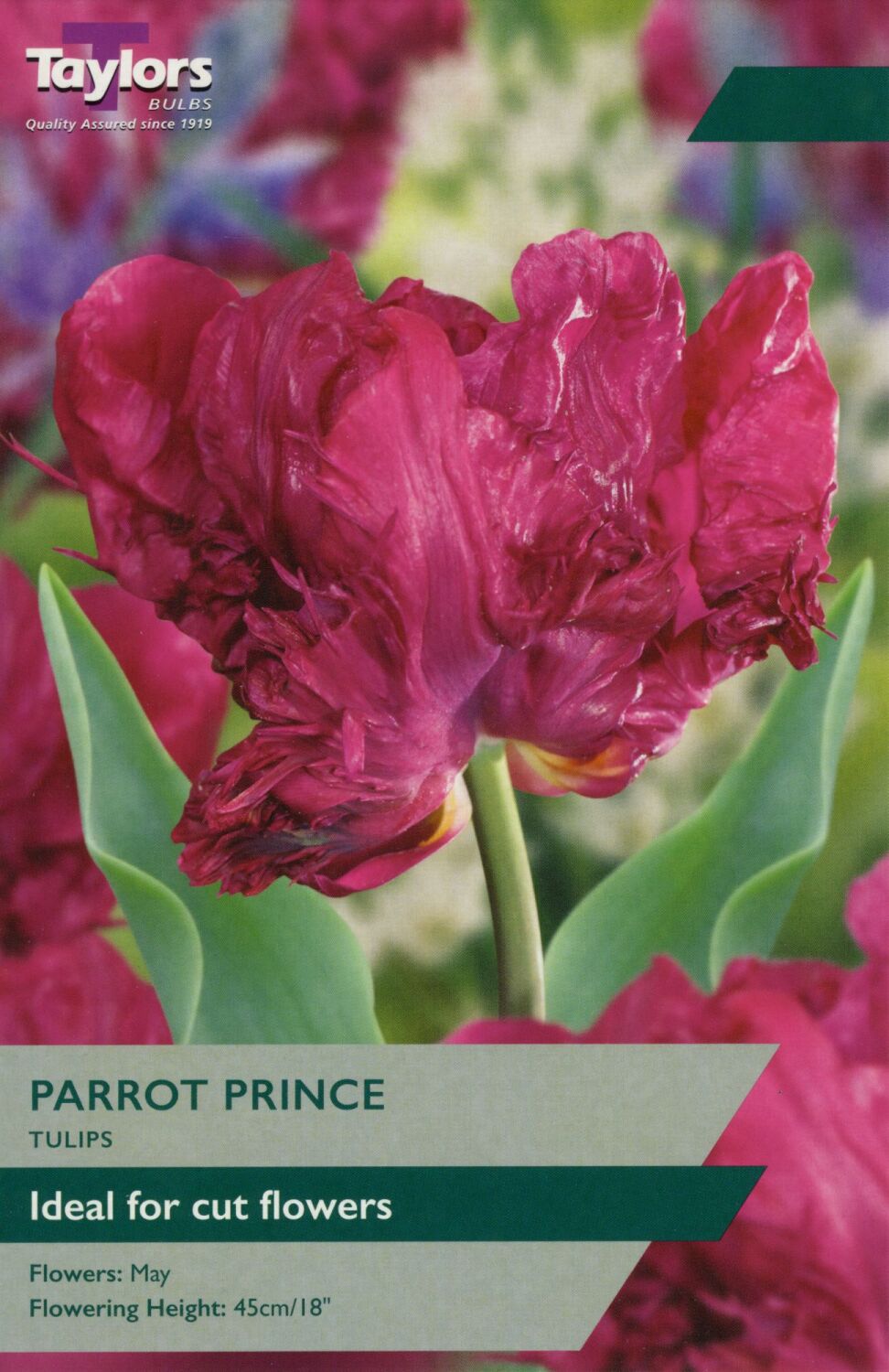 Tulip Parrot Prince - 8 Bulbs