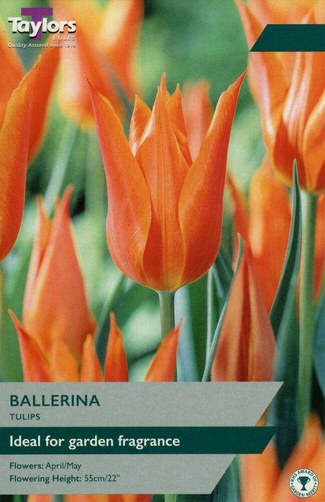 Tulip Ballerina - Pack of 6 bulbs