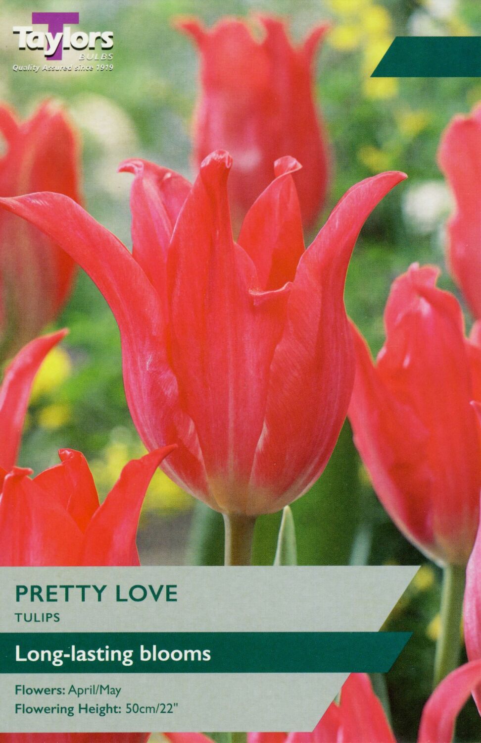 Tulip Pretty Love - 7 Bulbs