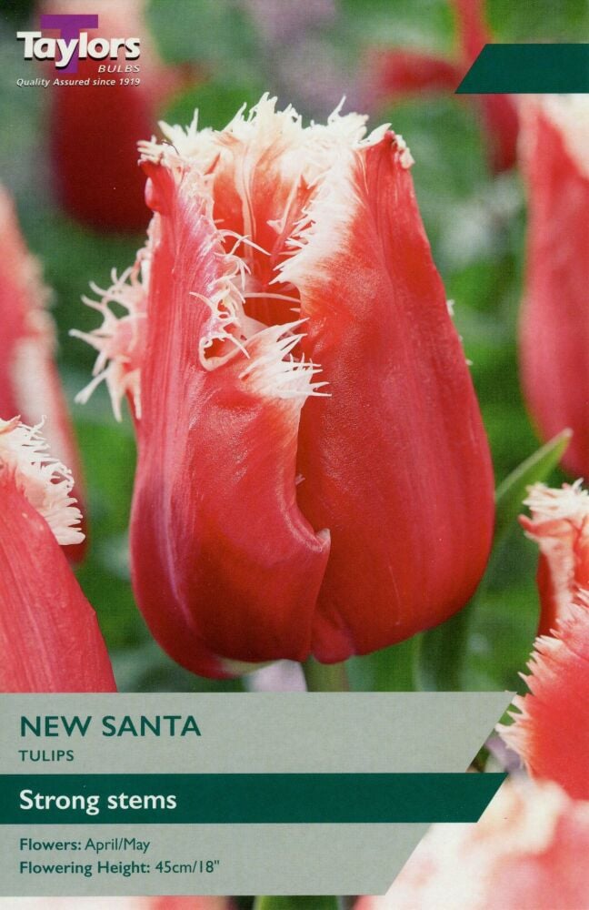 Tulip New Santa - 7 Bulbs