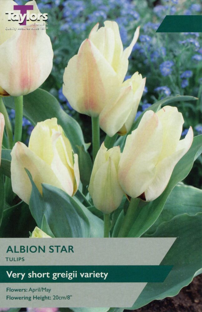 Tulip Albion Star - 8 Bulbs