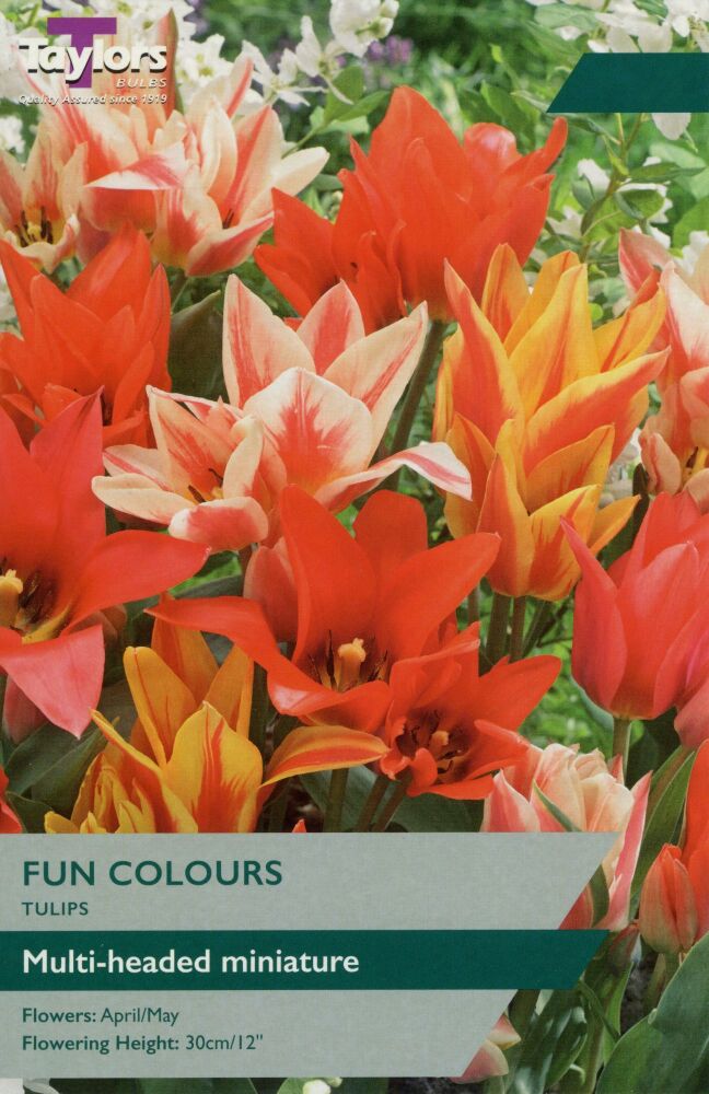 Tulip Fun Colours - 9 Bulbs