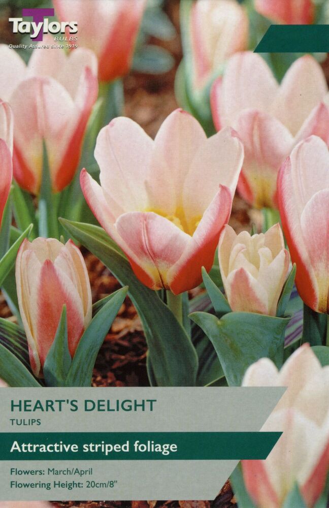 Tulip Hearts Delight - 8 Bulbs