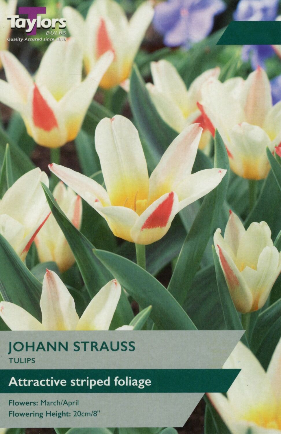 Tulip Johann Strauss - 8 Bulbs