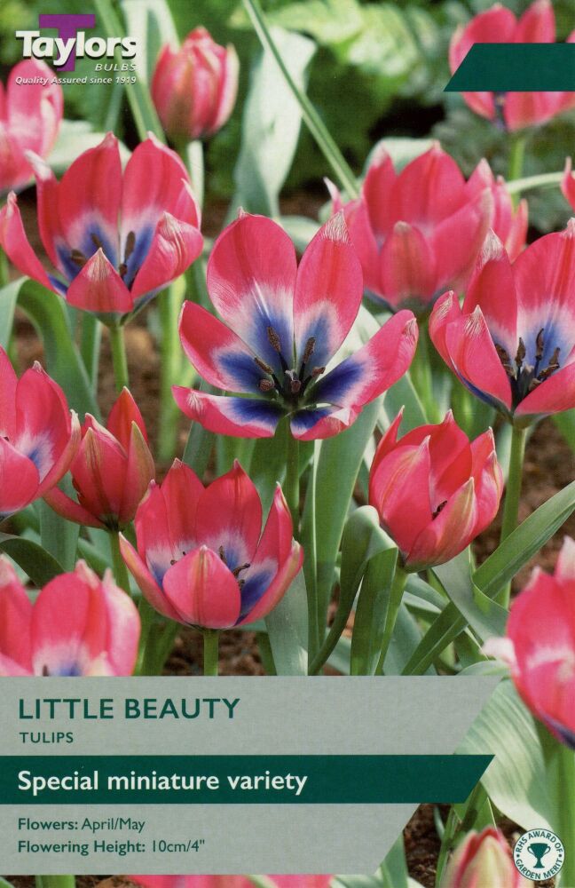 Tulip Little Beauty - Pack of 8 bulbs