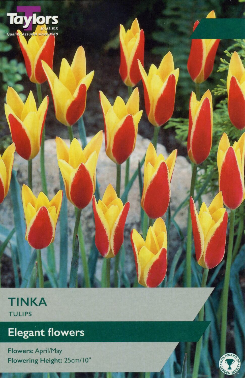 Tulip Tinka - Pack of 9 bulbs