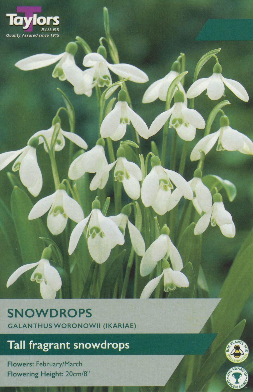 Galanthus Woronowii - 10 Bulbs in Pack