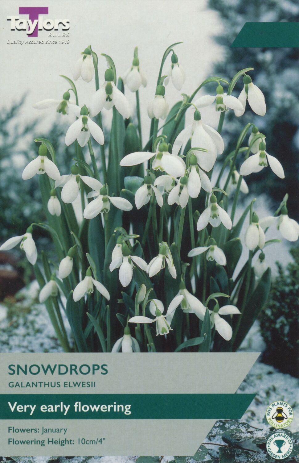 Galanthus Elwesii - 8 Bulb Pack