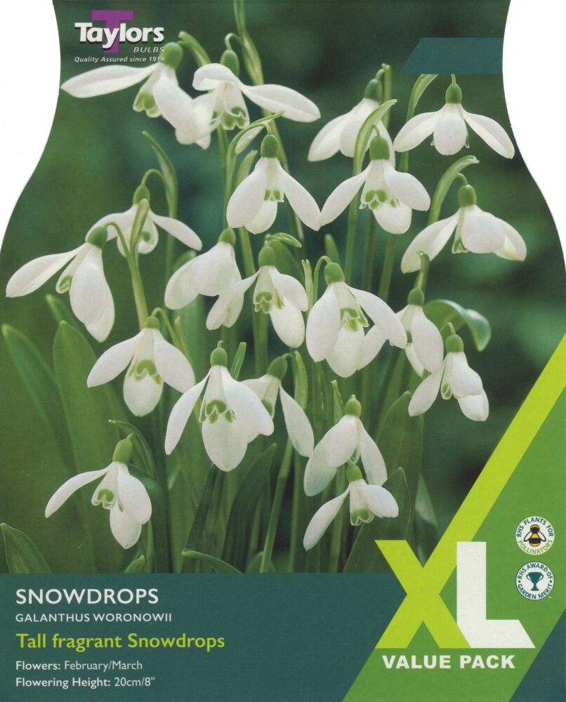 Snowdrops - Pack of 20 bulbs