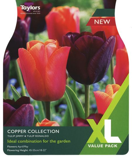 Tulip Copper Collection - 15 Bulbs