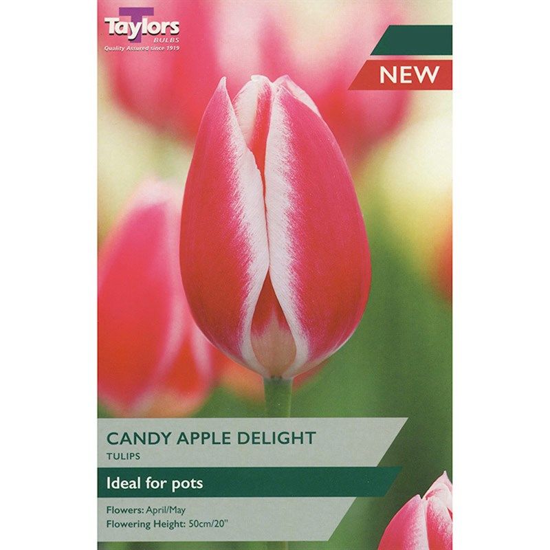 Candy Apple Delight- 6 Bulbs