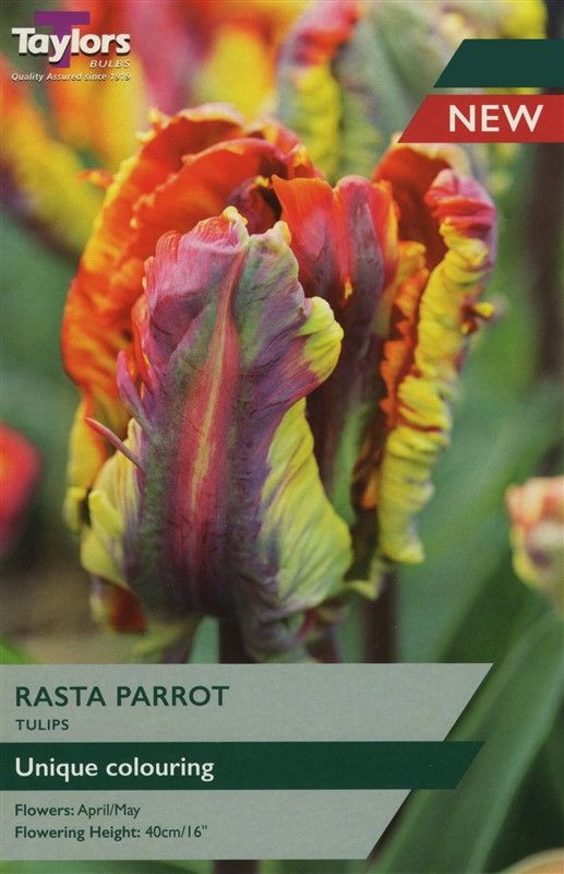 Tulip Rasta Parrot- 5 Bulbs