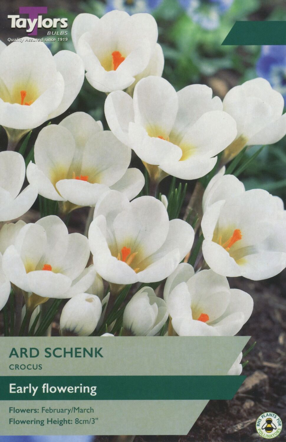 Crocus Ard Schenk - 10 Bulbs