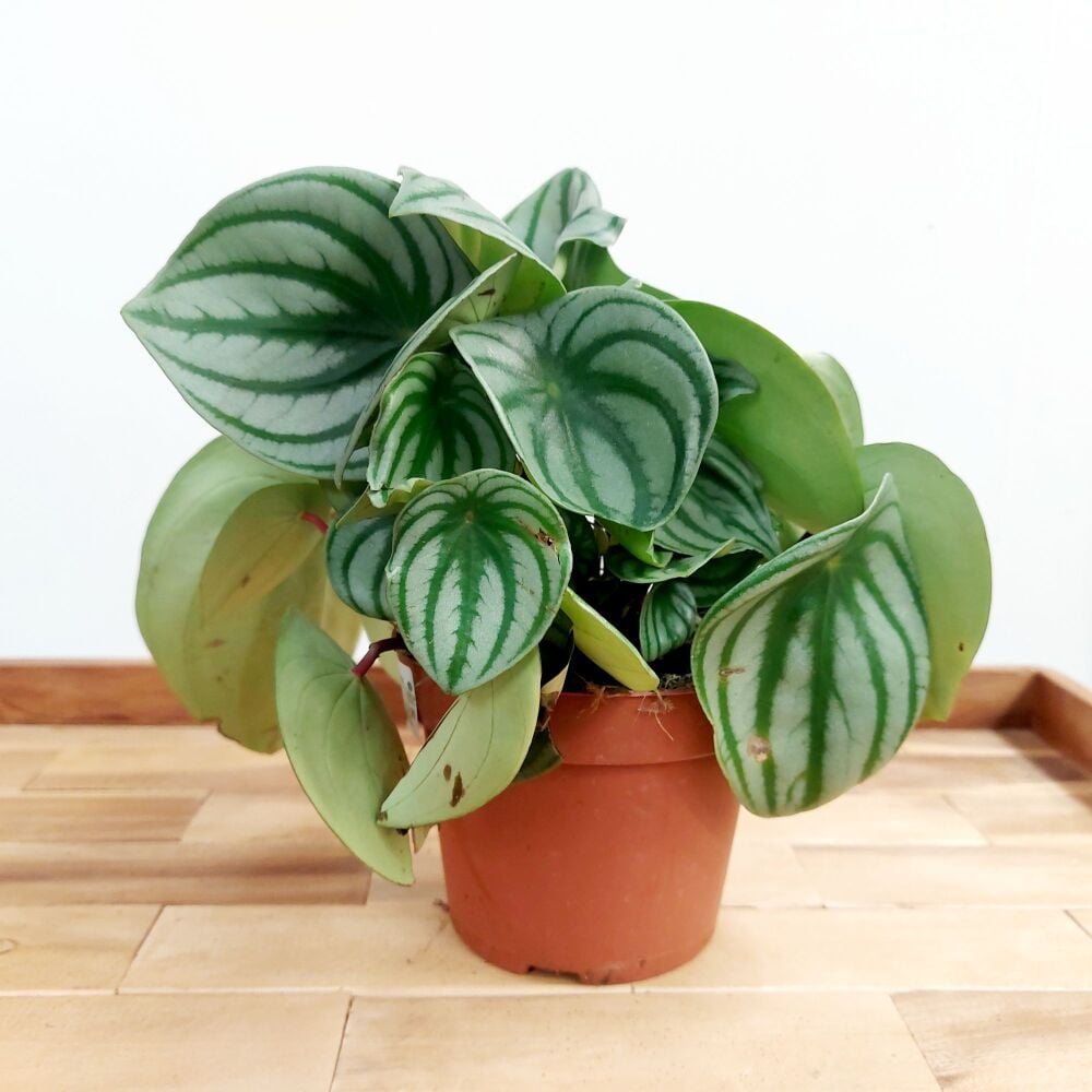 Peperomia Argyreia